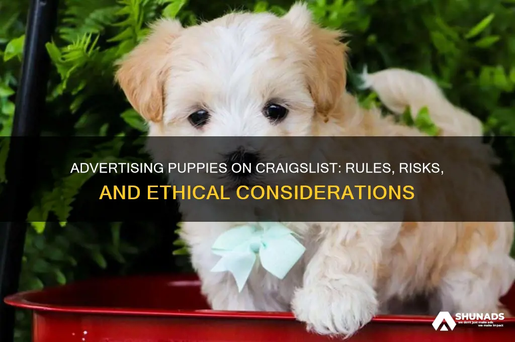 can you advertise puppies on craigslist