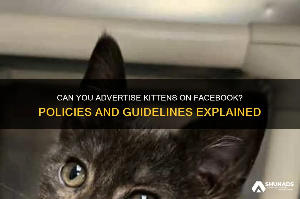 does facebook allow kitten advertising