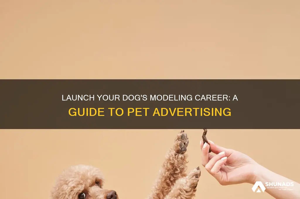 how can i get my dog into advertising