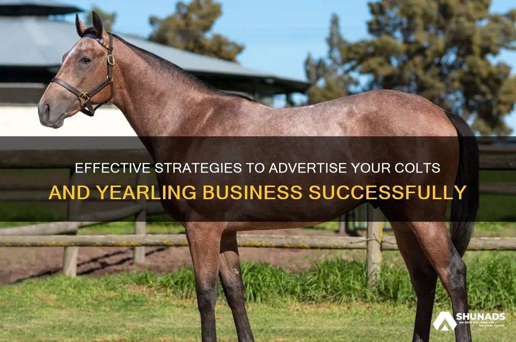 how do i advertise colts ans yearling business