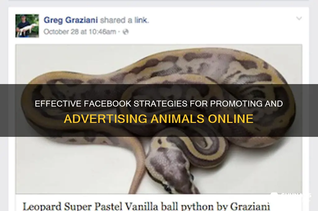 how to advertise animals on facebook