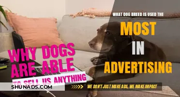 Top Dog Breeds Dominating the World of Advertising Campaigns