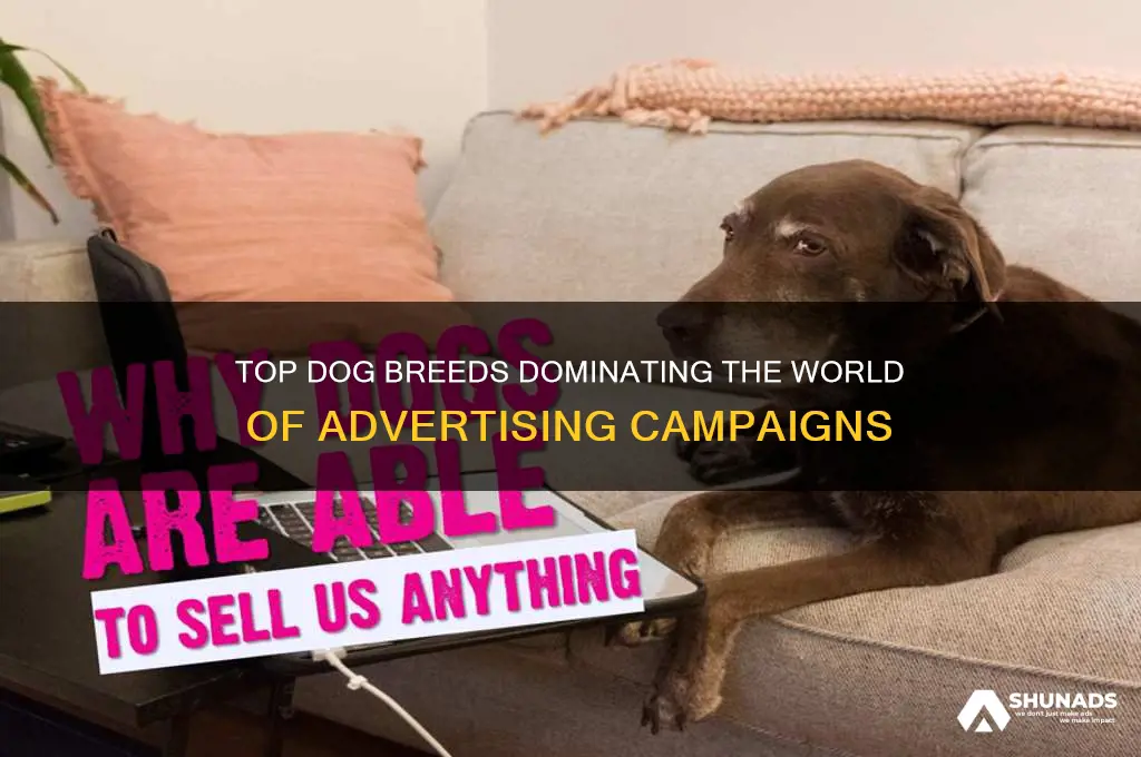 what dog breed is used the most in advertising