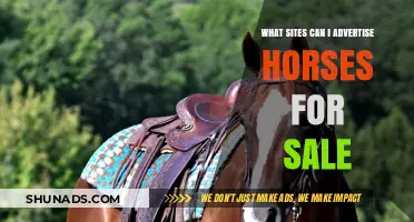 Top Platforms to Advertise Horses for Sale Online Effectively