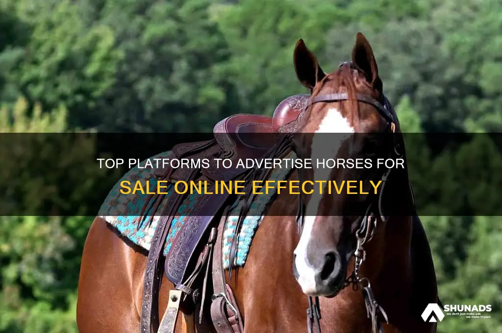 what sites can i advertise horses for sale