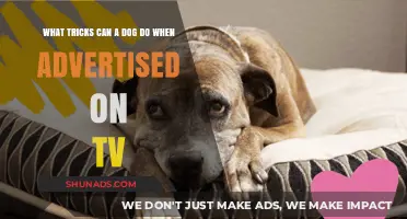 TV-Ready Dog Tricks: Impressive Skills to Showcase on Screen