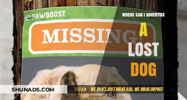 Effective Ways to Advertise a Lost Dog and Find Your Pet
