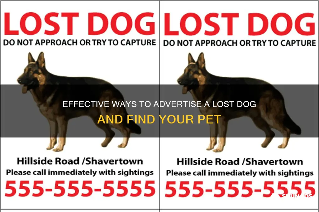where can i advertise a lost dog