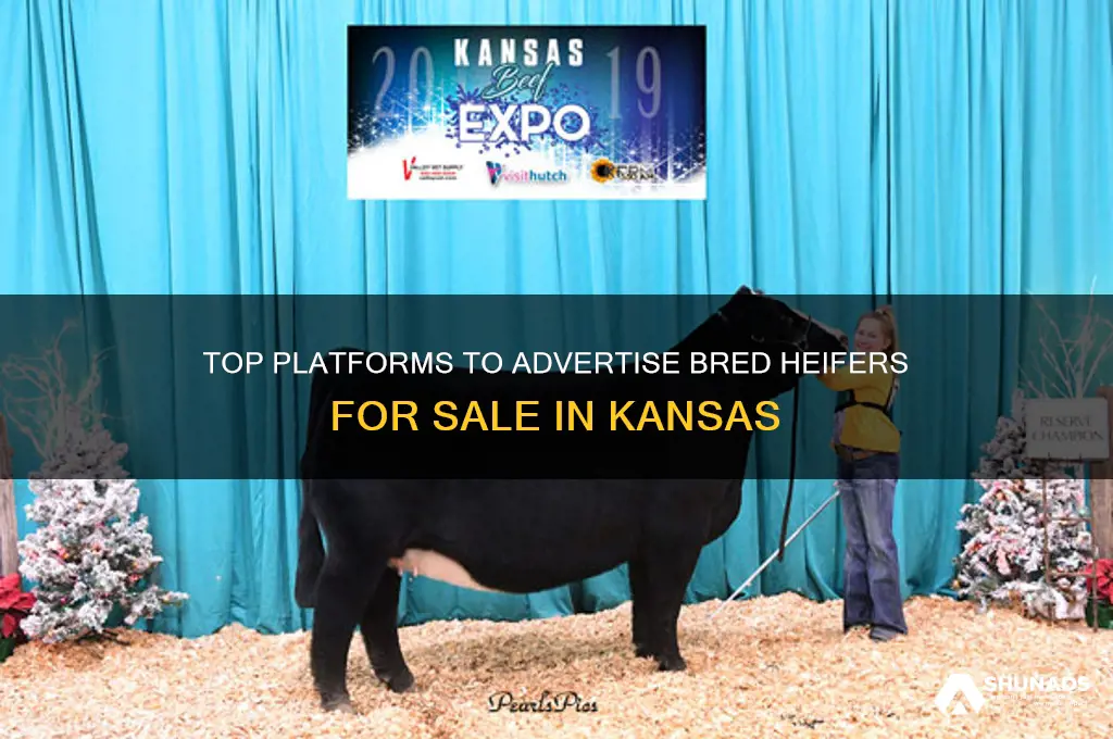 where can i advertise bred heifers for sale in kansas