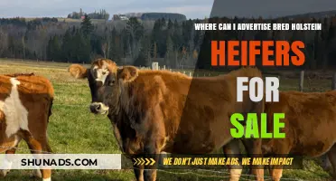 Top Platforms to Advertise Bred Holstein Heifers for Sale