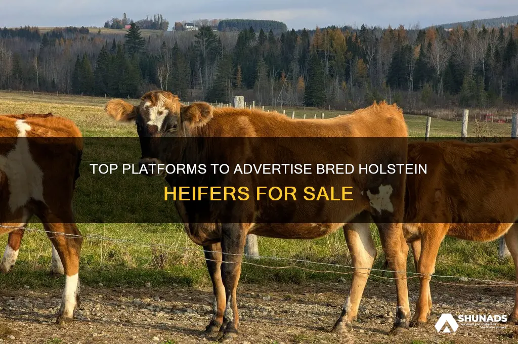 where can i advertise bred holstein heifers for sale
