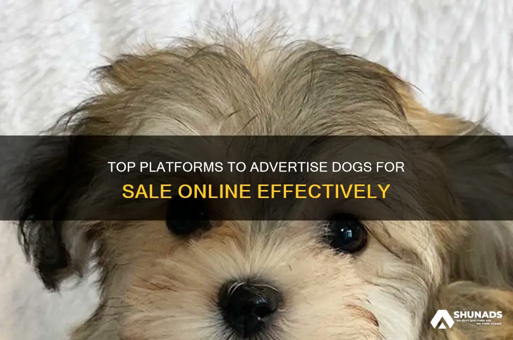 where can i advertise dogs for sale