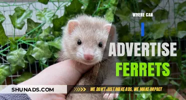 Effective Advertising Strategies for Selling Ferrets: Top Platforms and Tips