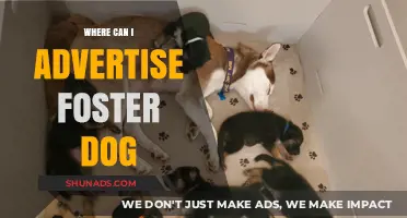 Effective Places to Advertise Foster Dogs for Quick Adoption Success