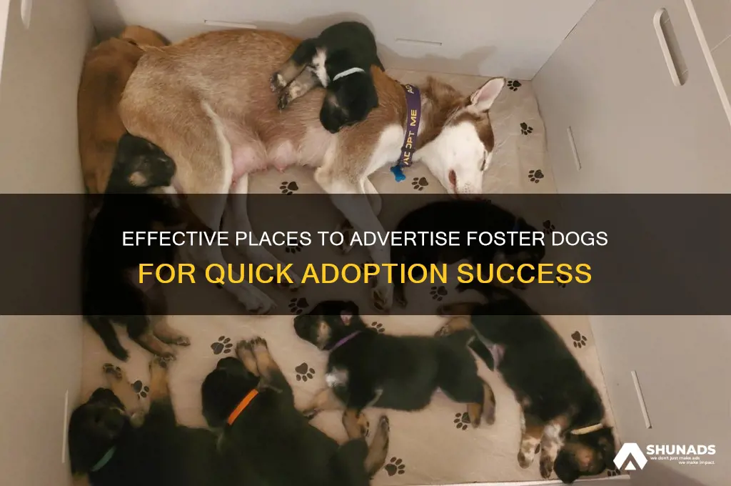 where can i advertise foster dog