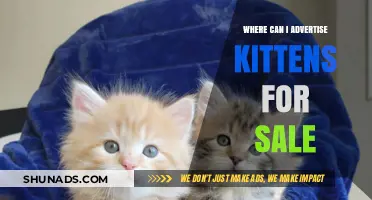 Best Platforms to Advertise Kittens for Sale Online and Locally