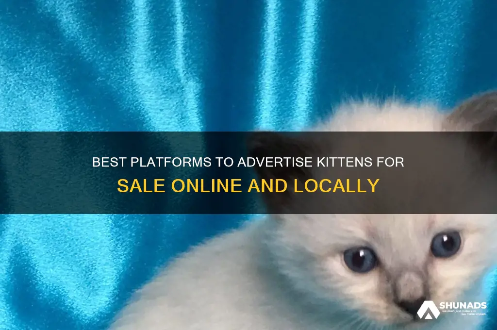 where can i advertise kittens for sale