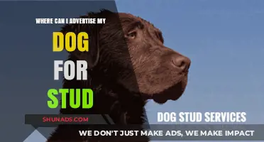 Top Platforms to Advertise Your Dog for Stud Services