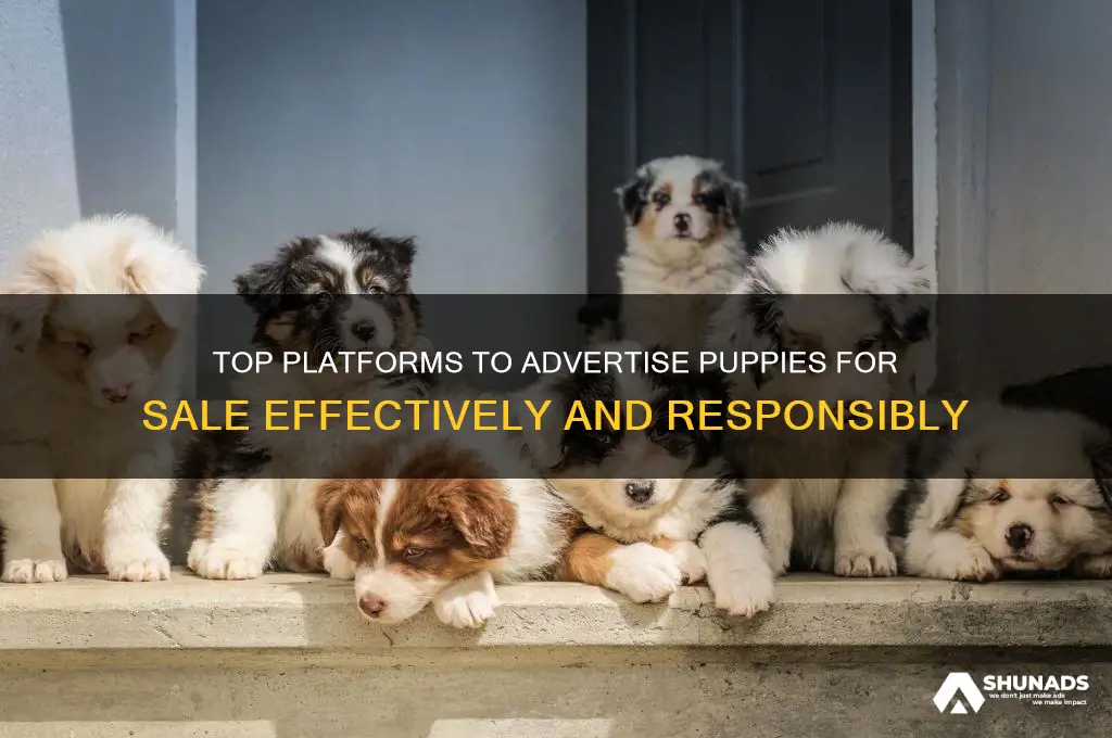 where can i advertise my puppies for sle