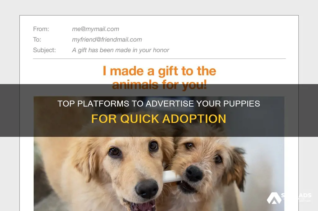 where can i advertise my puppies