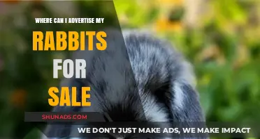 Effective Places to Advertise Your Rabbits for Sale Online and Locally