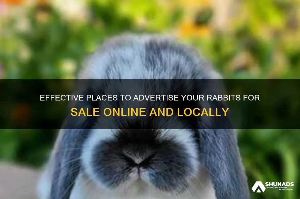 where can i advertise my rabbits for sale