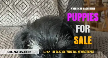 Where to Advertise Puppies for Sale: A Comprehensive Guide