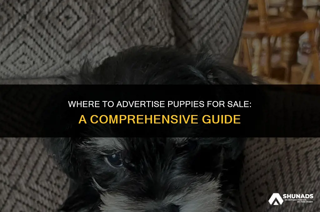 where can i advertise puppies for sale