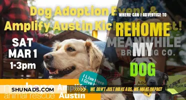 Effective Places to Advertise Your Dog for Rehoming Safely