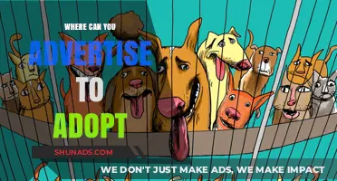 Effective Advertising Strategies for Pet Adoption: Where to Reach Potential Adopters